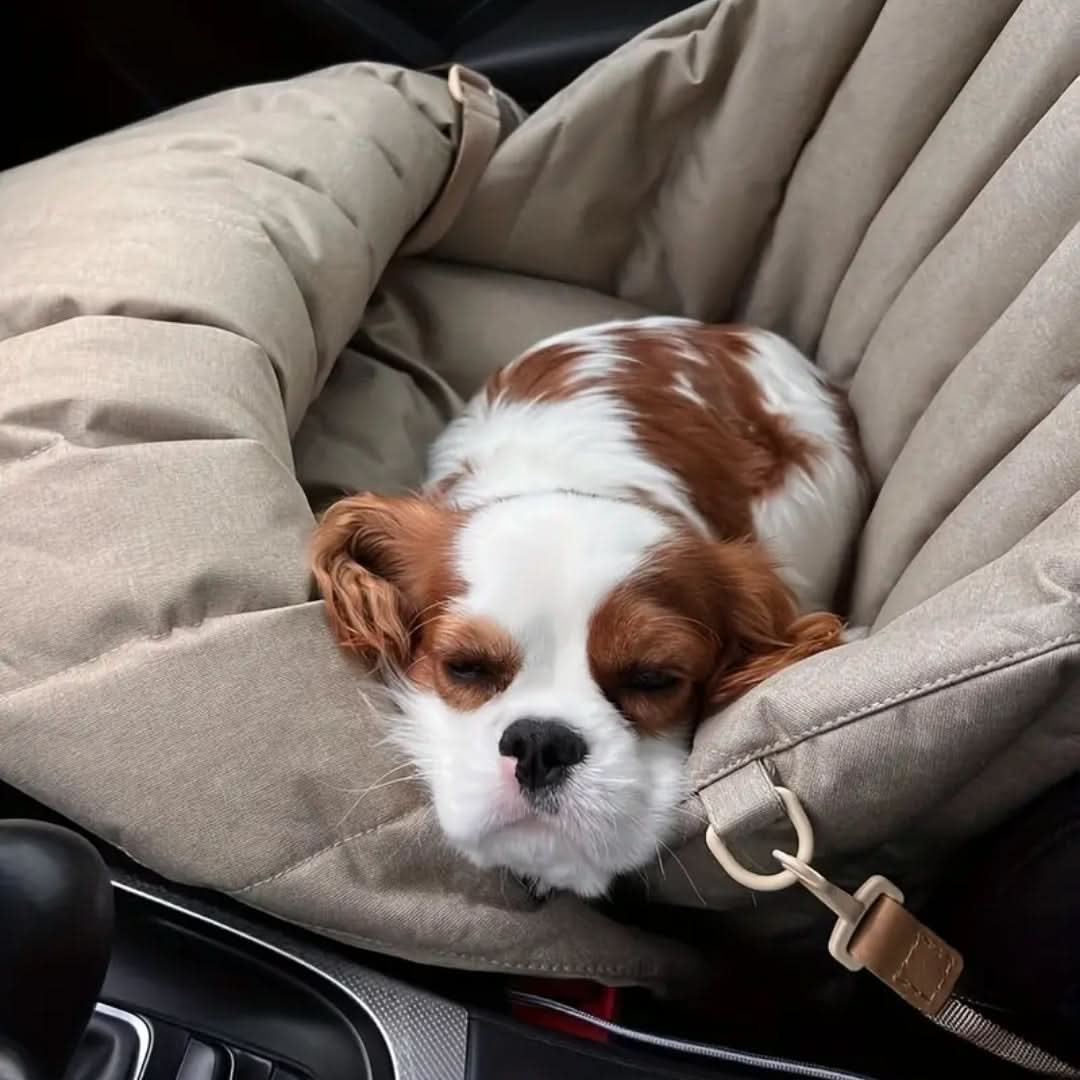 Sac de voyage imperméable pour animaux de compagnie