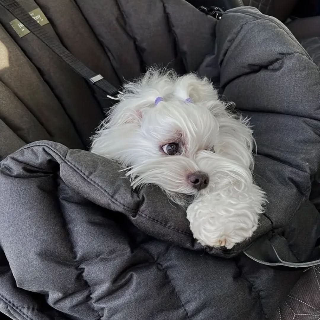 Sac de voyage imperméable pour animaux de compagnie
