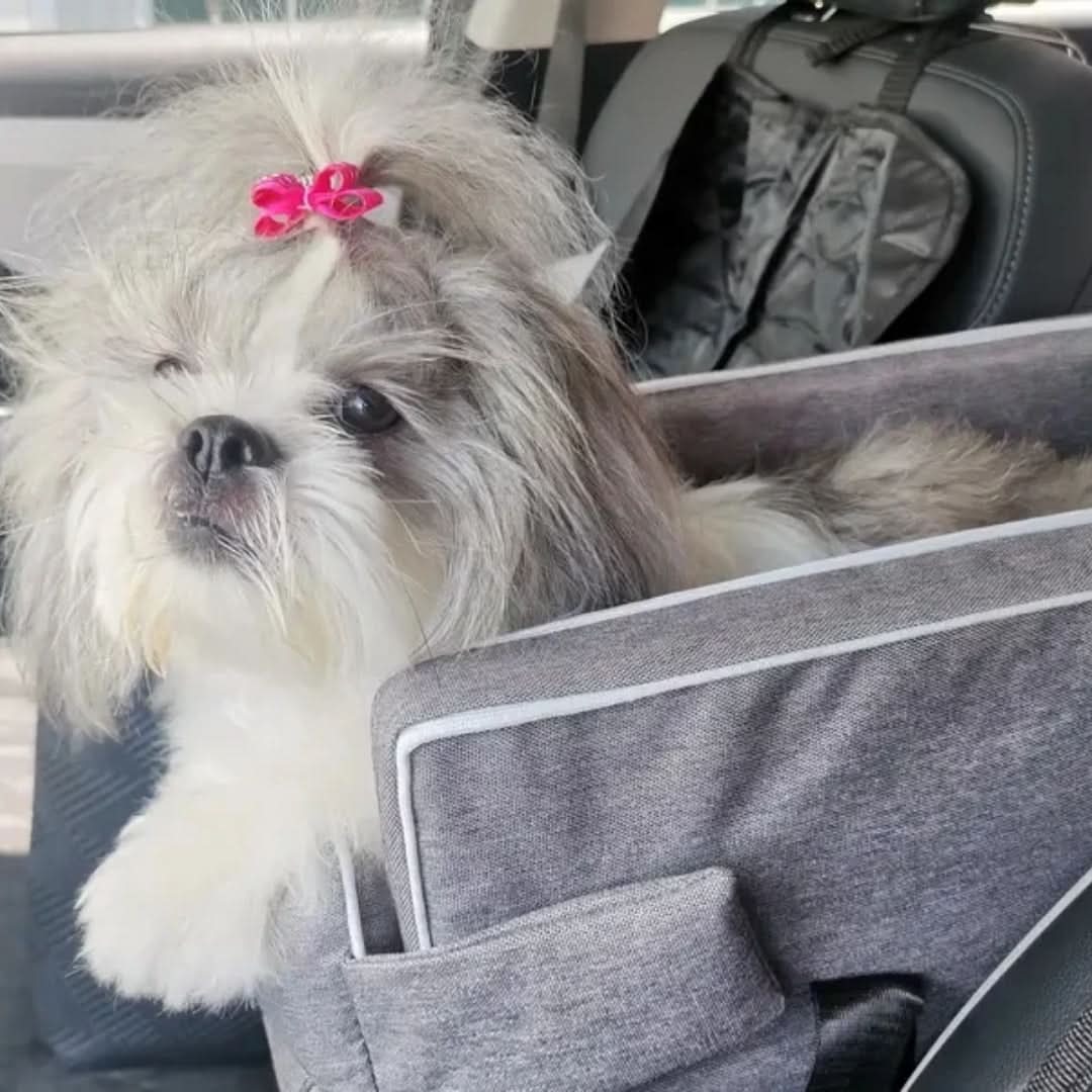 Panier/sac portable pour chien